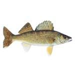 Walleye Charters